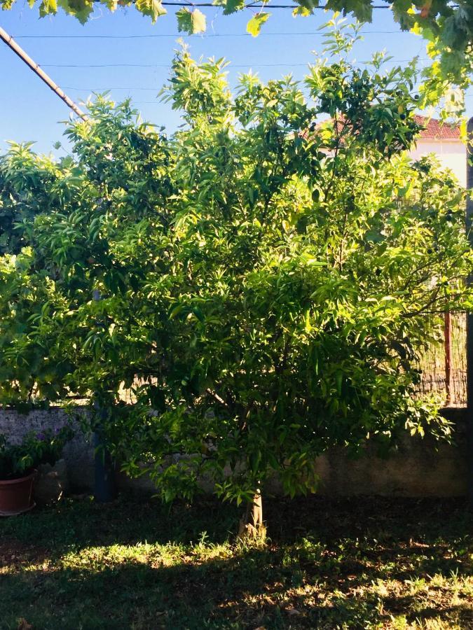 Holiday Home Casa Bianca Sukošan Εξωτερικό φωτογραφία